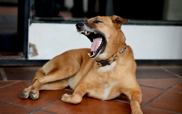 Reading dog stress signals and gentle ways to respond