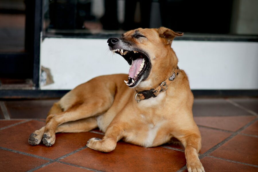 Dog body language stress signals yawning licking lips