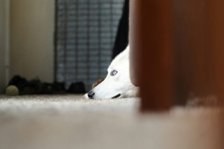 Dog playing recall hide seek indoors