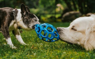 Resource guarding in dogs: how to handle food and toy protection with kindness