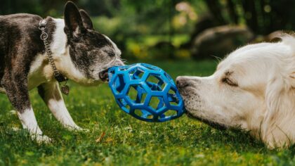 Resource guarding in dogs: how to handle food and toy protection with kindness