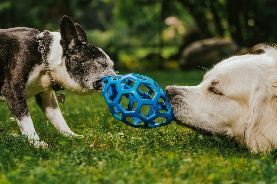 Resource guarding dogs how handle food toy protection