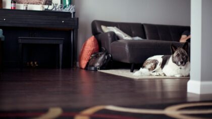 Reward-based routines for newly adopted rescue dogs