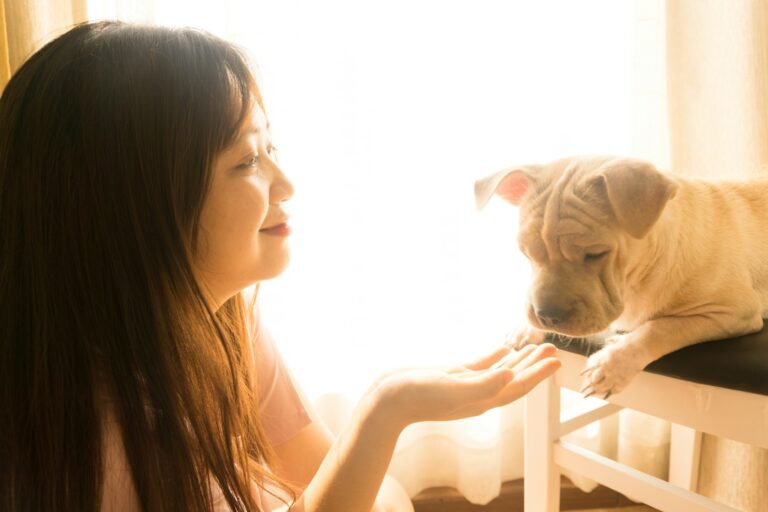 Owner rewarding dog treats indoors