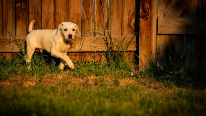 Safe backyard fun for dogs and how to turn outdoor time into enrichment