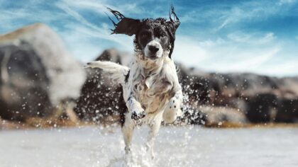Seasonal paw care to protect your dog in heat, rain and snow