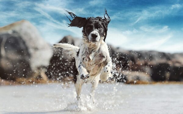 Seasonal paw care to protect your dog in heat, rain and snow