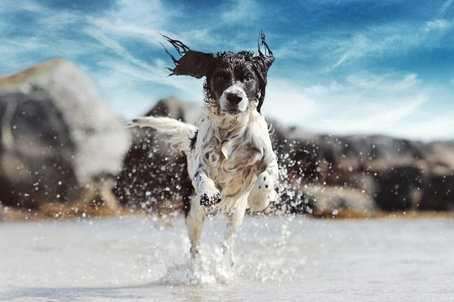 Seasonal paw care protect your dog heat rain
