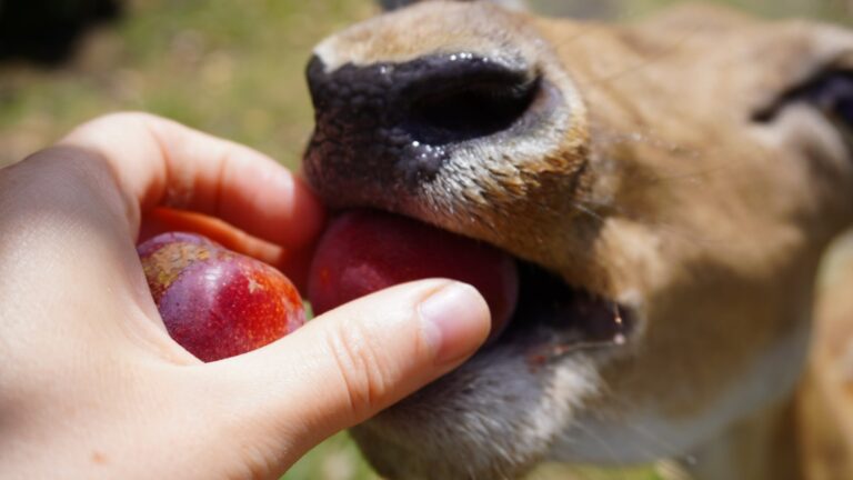 Dog eating apple slice hand