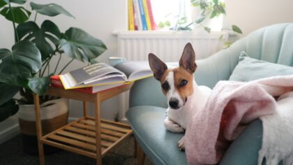 Short-haired dogs with low-maintenance coats for busy homes