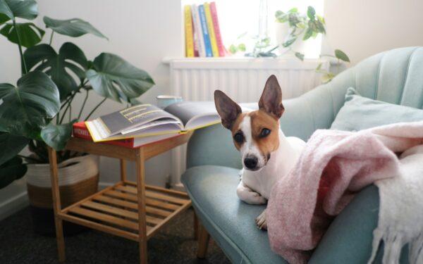 Short-haired dogs with low-maintenance coats for busy homes