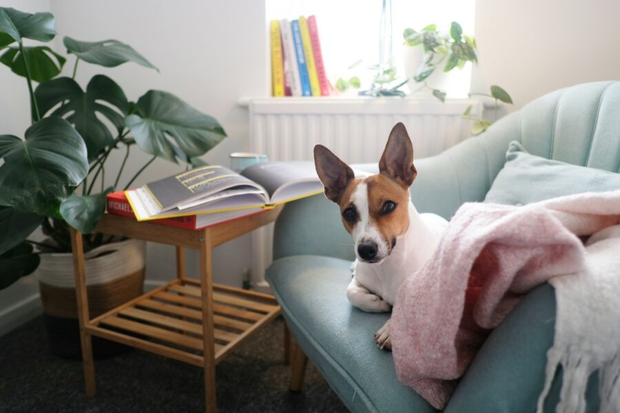 Short haired dog relaxing sofa
