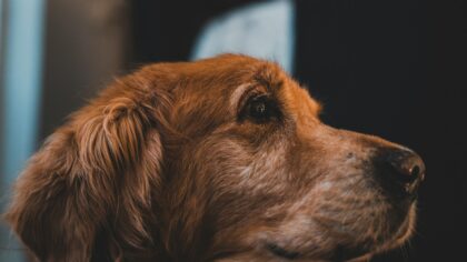 Simple eye care for dogs at home