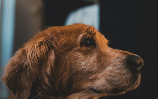 Simple eye care for dogs at home