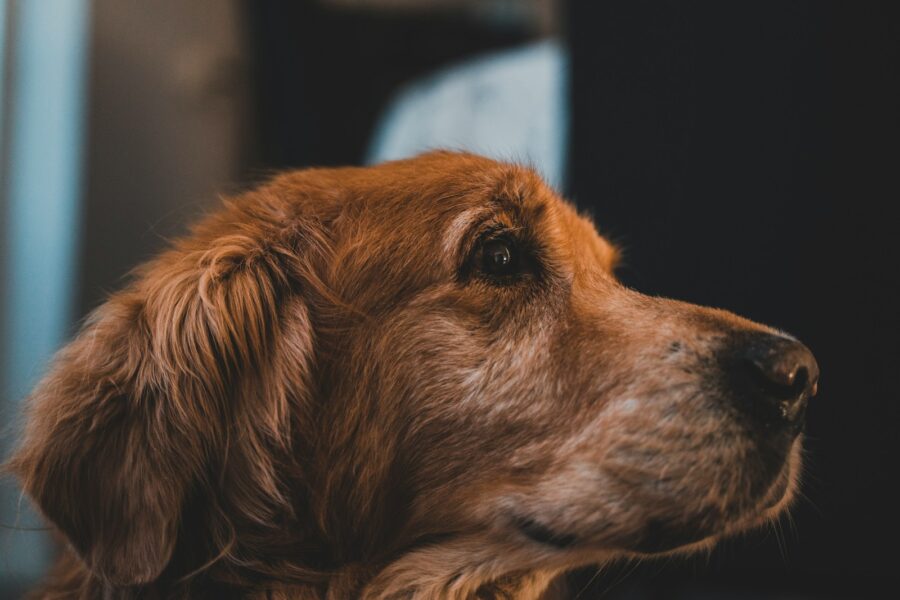 Dog close brown eyes indoor