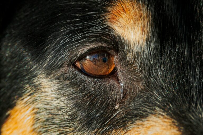 Vet checking dog eye owner cleaning dog eye