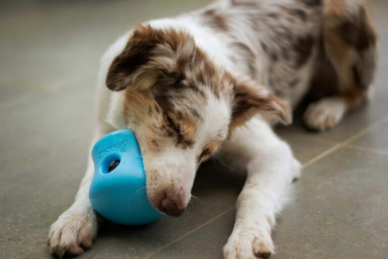 Dog puzzle toy treat dispensing ball