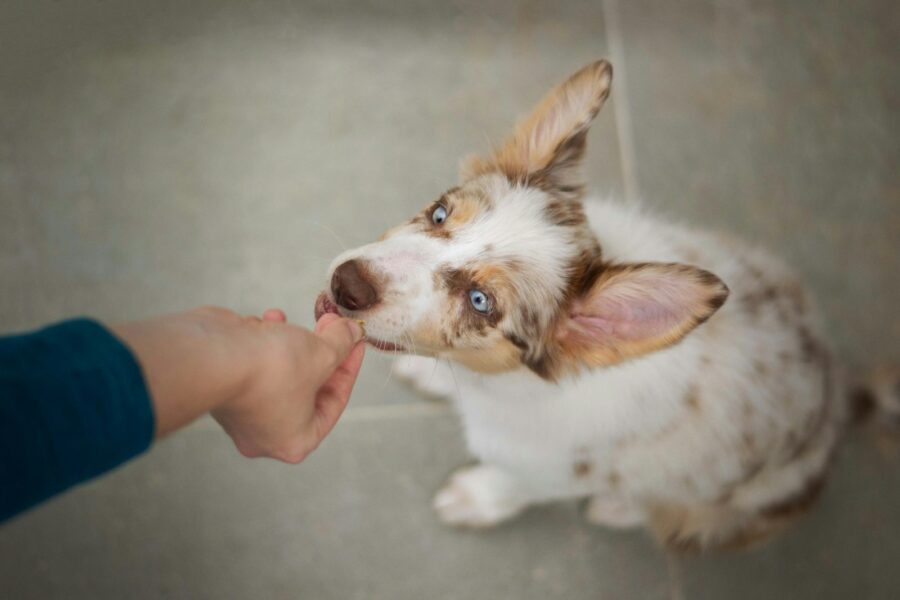 Dog sitting indoors owner hand giving treat