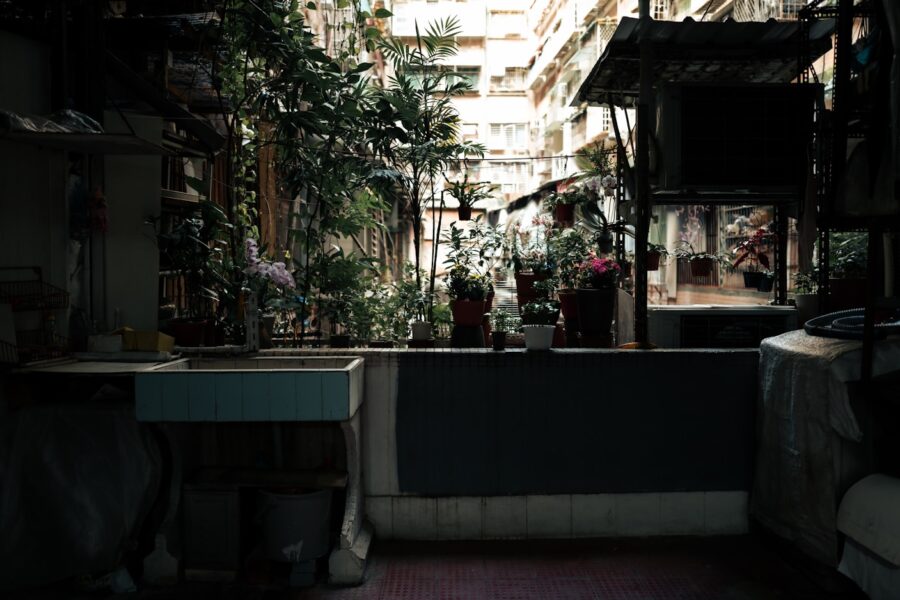 Dog relaxing small city balcony plants