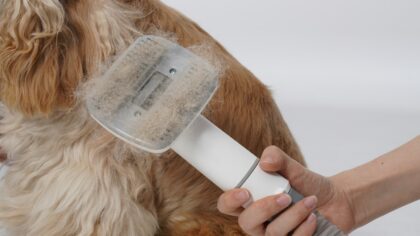 Smart shedding care for dogs at home: tools, cleaning tips and coat support