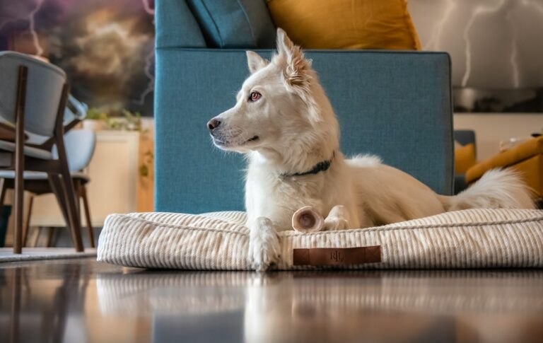 Dog puzzle toy treats floor