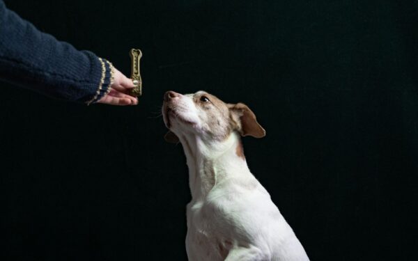 Smart treat habits for dogs: using snacks without overfeeding your pet