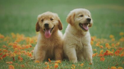Sporting dog puppies as family companions at home