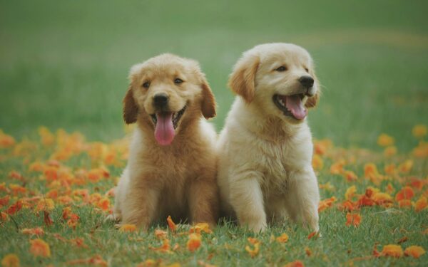 Sporting dog puppies as family companions at home