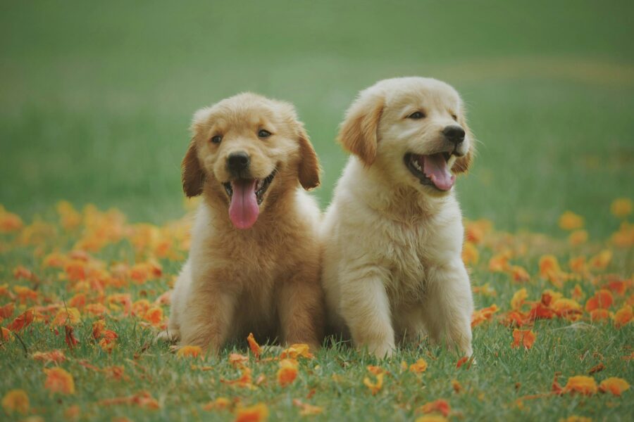 Golden retriever puppy playing grass