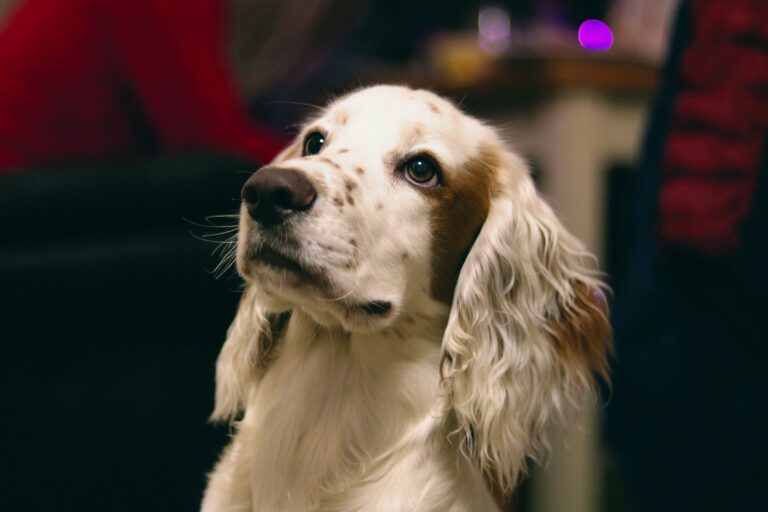 English springer spaniel puppy training family labrador retriever