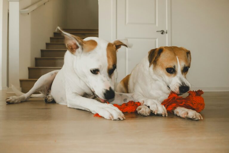 Frozen dog chew cloth floor