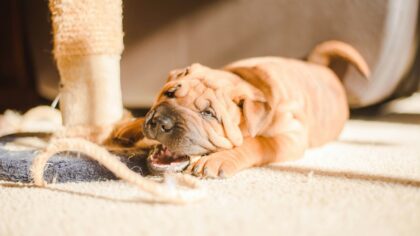 Surviving the chewing stage with a teething young dog
