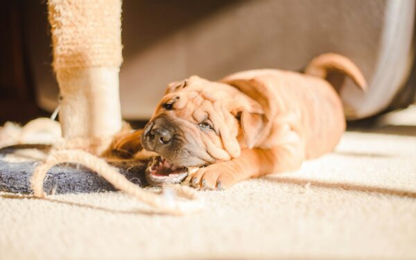 Surviving the chewing stage with a teething young dog