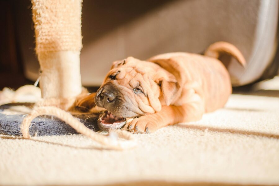 Teething puppy chewing rubber toy carpet