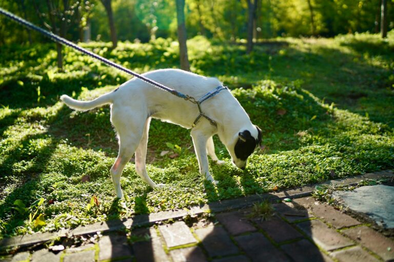 Dog sniffing grass leash