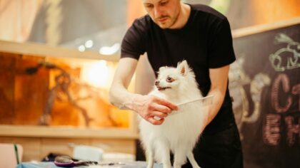 Teaching your dog to enjoy grooming with cooperative care training
