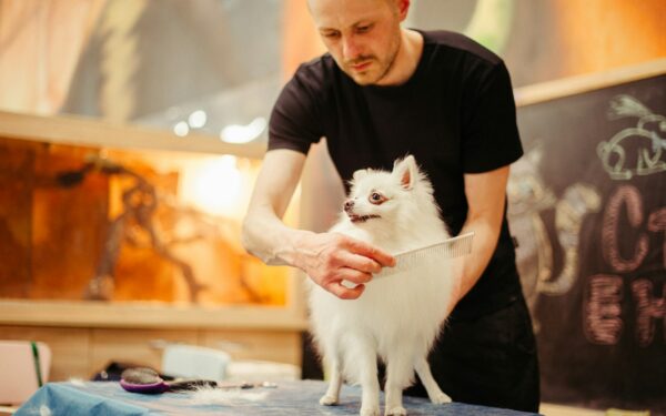 Teaching your dog to enjoy grooming with cooperative care training