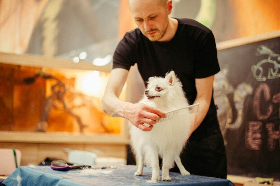 Owner brushing dog grooming table calmly