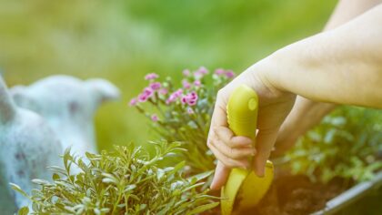 Toxic plants for dogs: common household and garden dangers to know