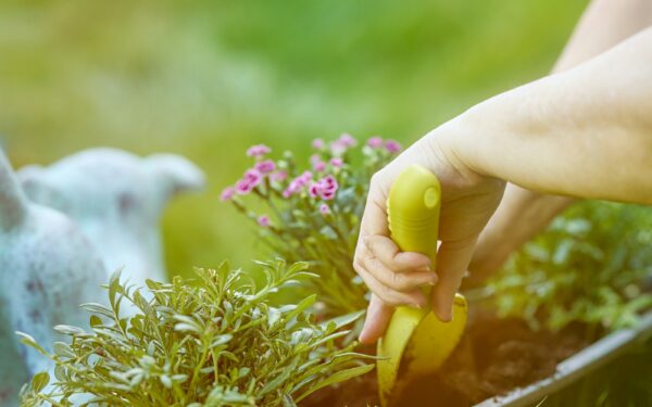 Toxic plants for dogs: common household and garden dangers to know