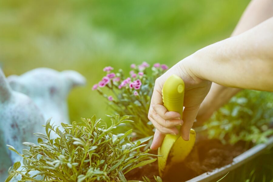 Dog sniffing garden plants flowers