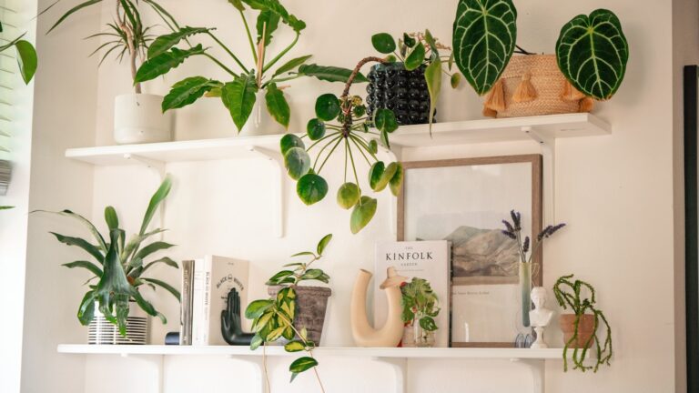 Toxic garden plants closeup indoor houseplants shelf