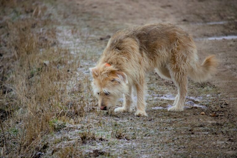 Owner playing scent games dog outdoors