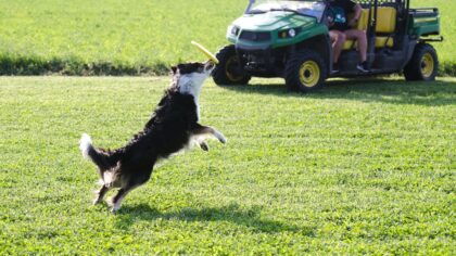 Understanding breed energy levels to plan exercise and enrichment