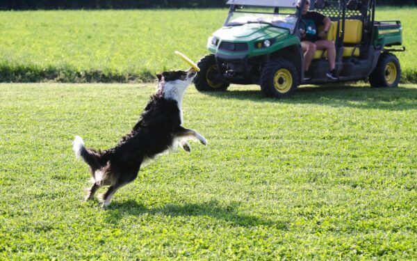 Understanding breed energy levels to plan exercise and enrichment