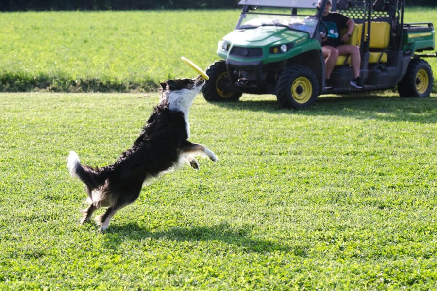 Active border collie running field