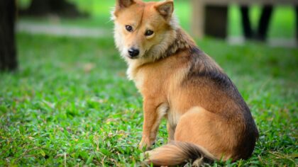 Understanding dog breed traits to choose the right puppy for your life