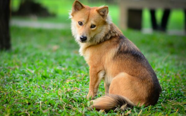Understanding dog breed traits to choose the right puppy for your life