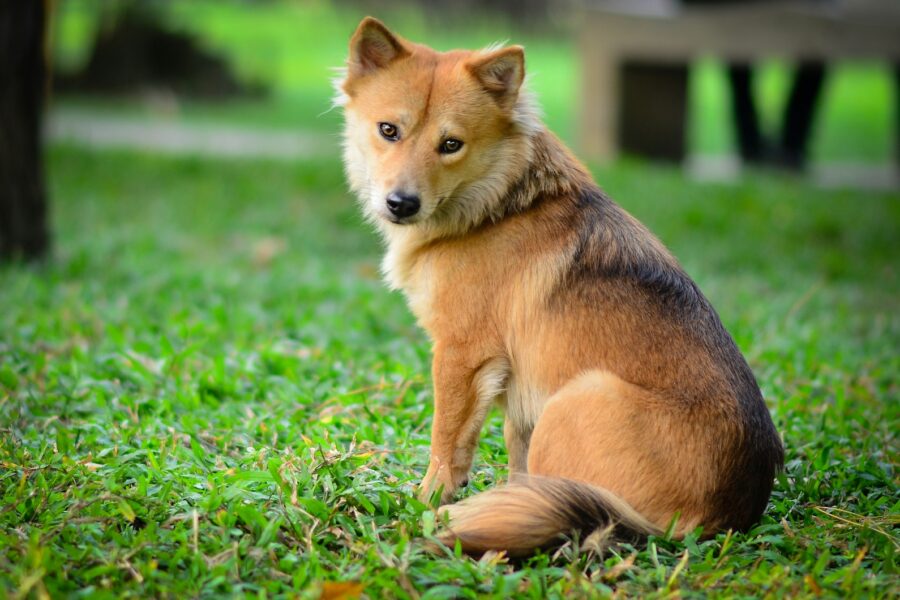 Different dog breeds sitting park grass