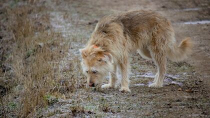 Understanding dog diarrhea and how to respond safely at home